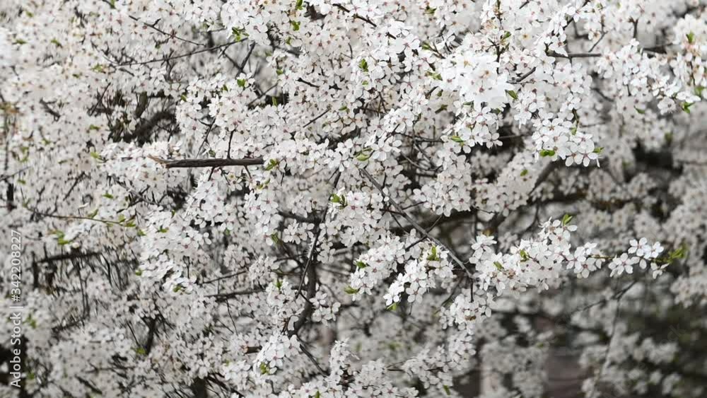 White blossoms on tree branches in slow motion White blossoms on tree branches in slow motion