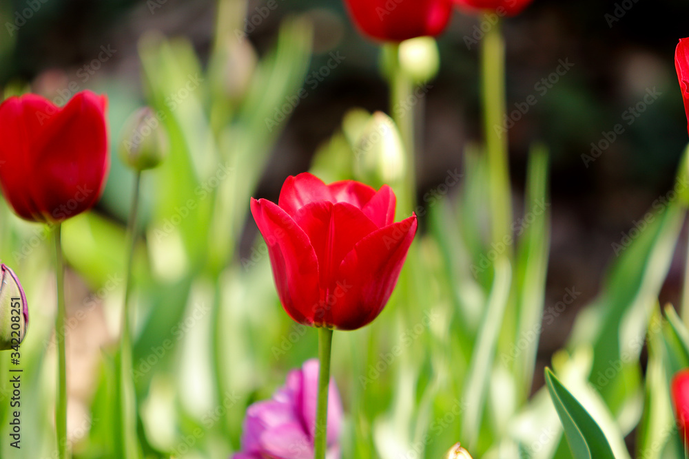 Red Tulips Bulbs blossom on flower bed flower bed, spring time. Red Tulips Bulbs blossom on flower bed flower bed, spring time.