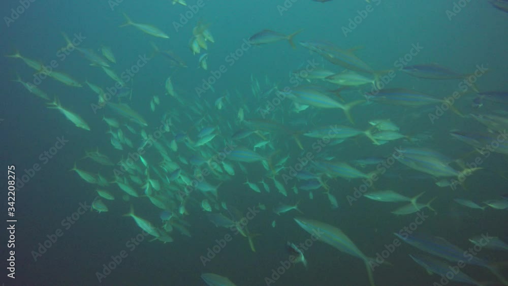 Underwater video of fish in sea Underwater video of fish in sea