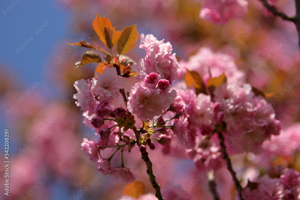 Cherry tree (sakura) blossom, light pink flowers blooming on the tree. Spring blooming background. Cherry tree (sakura) blossom, light pink flowers blooming on the tree. Spring blooming background.