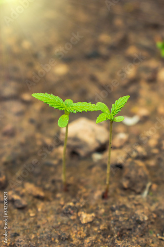 Cannabis seedlings.Young Plant Growing In Sunlight,A small plant of cannabis seedlings.