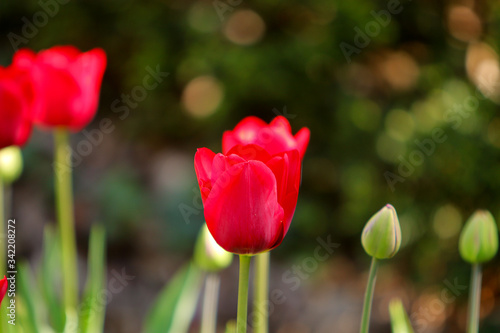 Red Tulips Bulbs blossom on flower bed flower bed  spring time.