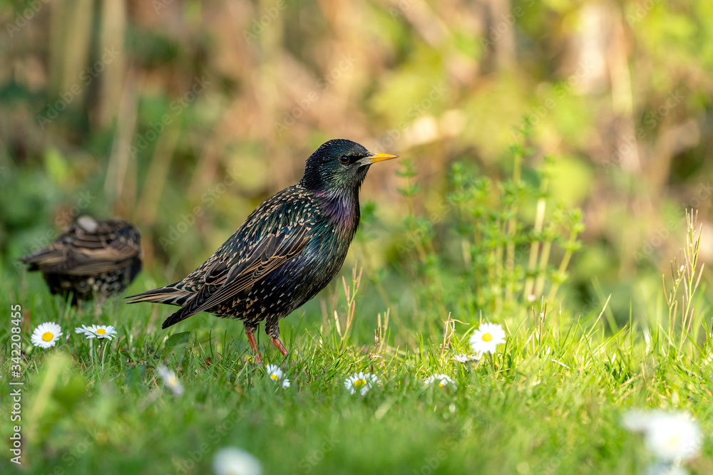 Common starling (Sturnus vulgaris) looking for feed on a meadow in spring Common starling (Sturnus vulgaris) looking for feed on a meadow in spring
