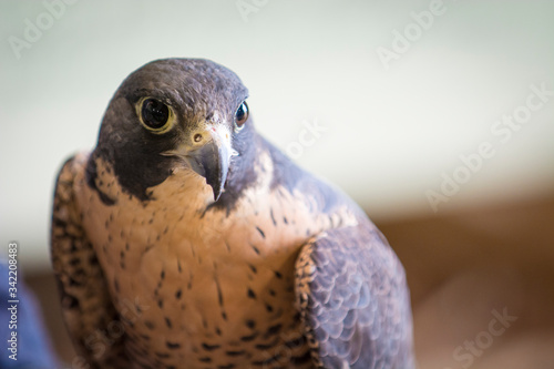 Aplomado Falcon Upstate New York Adirondacks Winter Raptor Fest photo