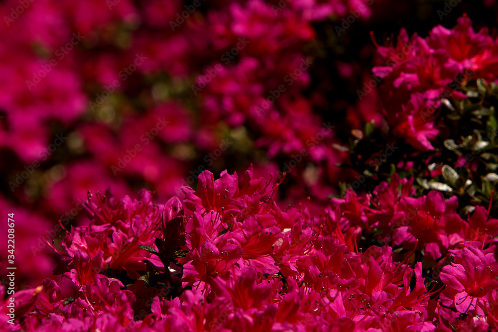 Hot pink Rhododendron flower blooming on the bush, floral spring background. Hot pink Rhododendron flower blooming on the bush, floral spring background.