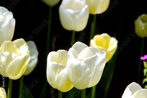 White Tulips blossoms in the botanical garden, spring time. Macro