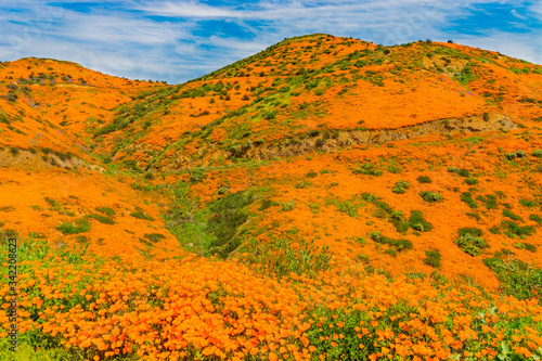 California Poppies and yellow mustard fills the countryside of Riverside County.