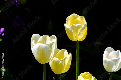 White Tulips blossoms in the botanical garden, spring time.