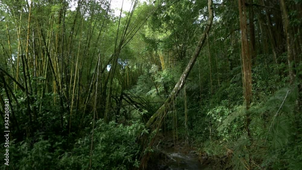  A hidden path winding through dense tropical rainforest, Akaka Falls State Park, Hawaii, Slow motion dolly pull