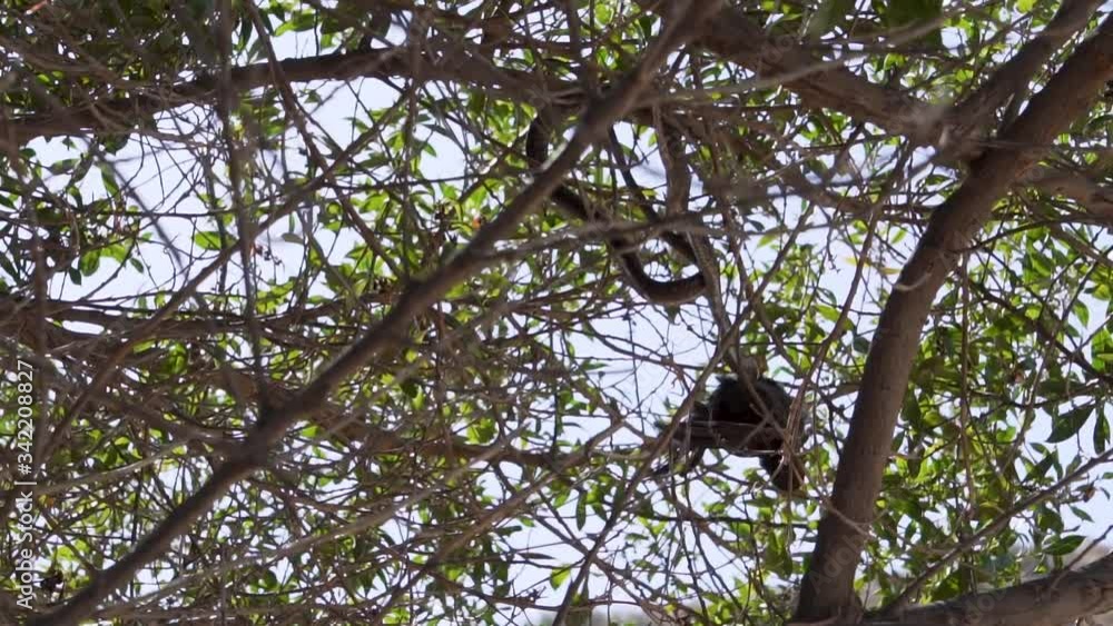 Snake Killing A Bird On The Tree During Sunny Day - Low Angle Shot Snake Killing A Bird On The Tree During Sunny Day - Low Angle Shot
