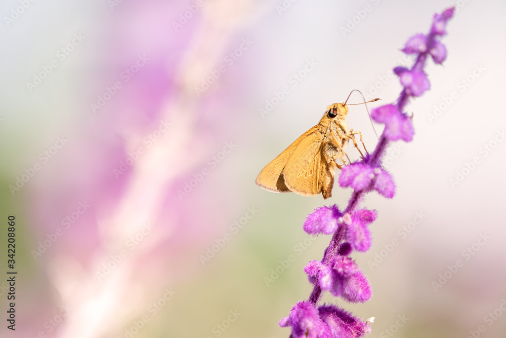 Naklejka premium Brown skipper butterfly, Hesperilla, on purple salvia flower, Queensland, copy space, card