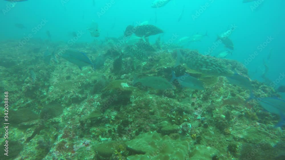 Coral reef and fish underwater video Coral reef and fish underwater video