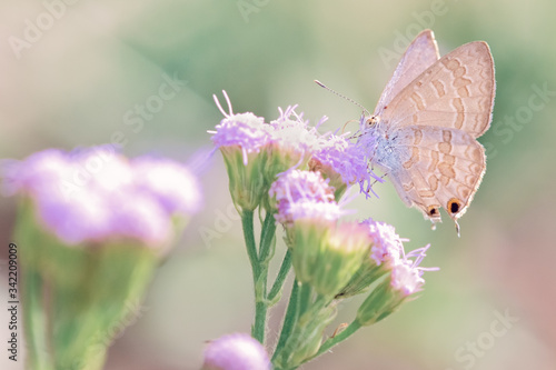 Pale pea-blue butterfly, Catochrysops panormus, resting on purple flower in sunlit garden, macro closeup, pastel tones photo