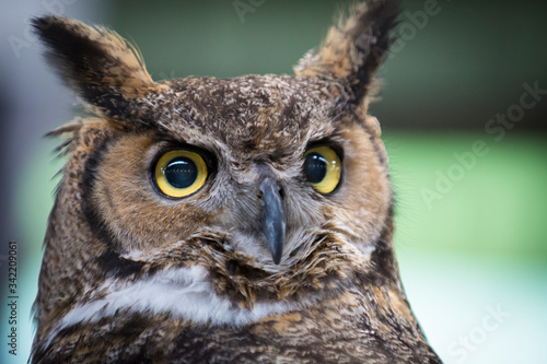 Owl Upstate New York Adirondacks Winter Raptor Fest © James Casil