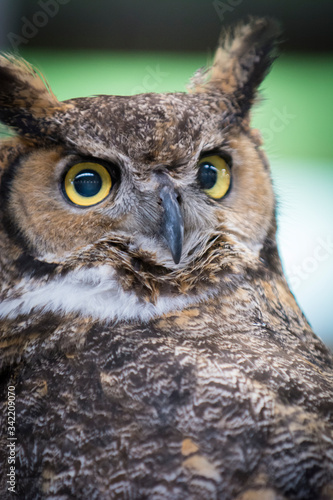 Owl Upstate New York Adirondacks Winter Raptor Fest © James Casil
