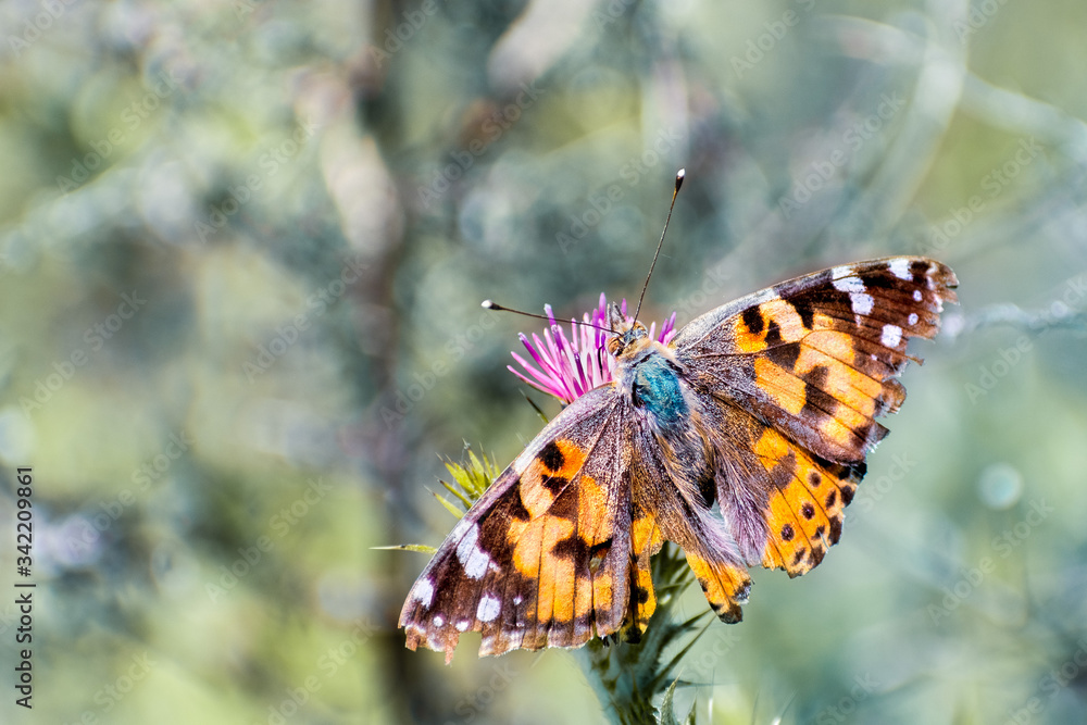 Close up of Painted Lady (Vanessa cardui) butterfly sipping nectar on a Slender Thistle (Carduus tenuiflorus) wildflower, California Close up of Painted Lady (Vanessa cardui) butterfly sipping nectar on a Slender Thistle (Carduus tenuiflorus) wildflower, California