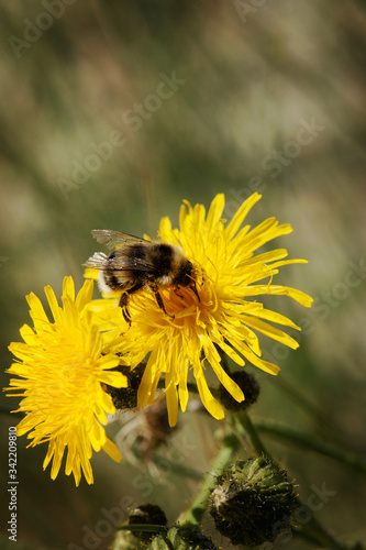 Wild flower with honeybee. Gemany