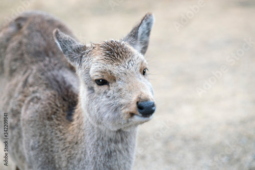 奈良公園の神鹿