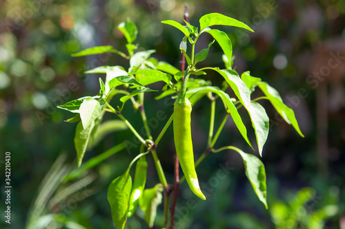 green hot pepper growing in the garden