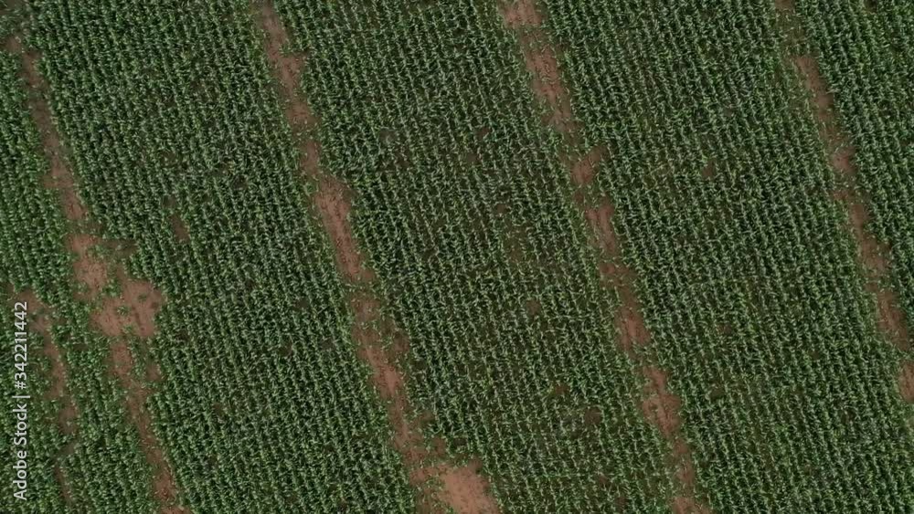 Birdseye-view of cornfields with patches and rows of damaged crop, slowly zooming out Birdseye-view of cornfields with patches and rows of damaged crop, slowly zooming out