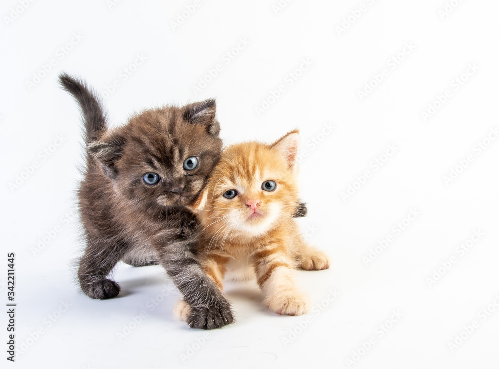 Cat baby tabby Kitten Cute Beautifu on white background