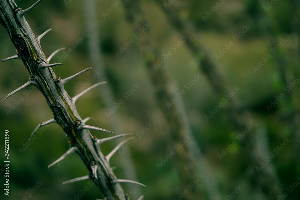 prickly thorns