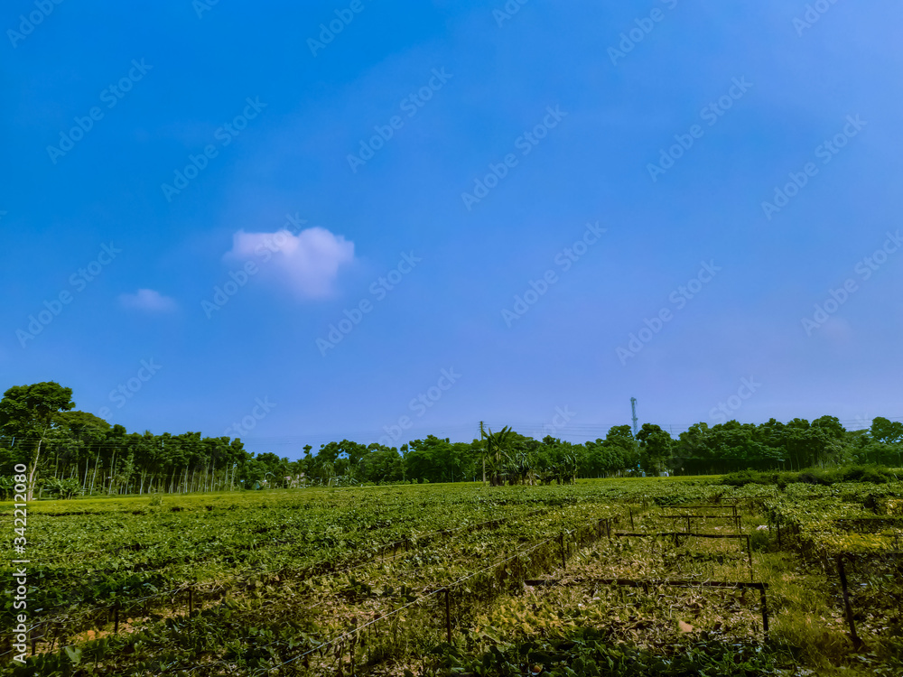 Green color cultivation land and beautiful blue sky with white clouds.
