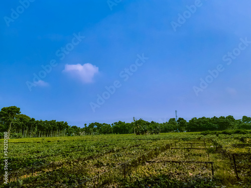 Green color cultivation land and beautiful blue sky with white clouds.