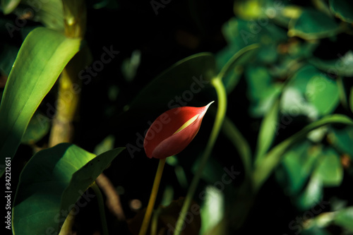 red tulip on green background