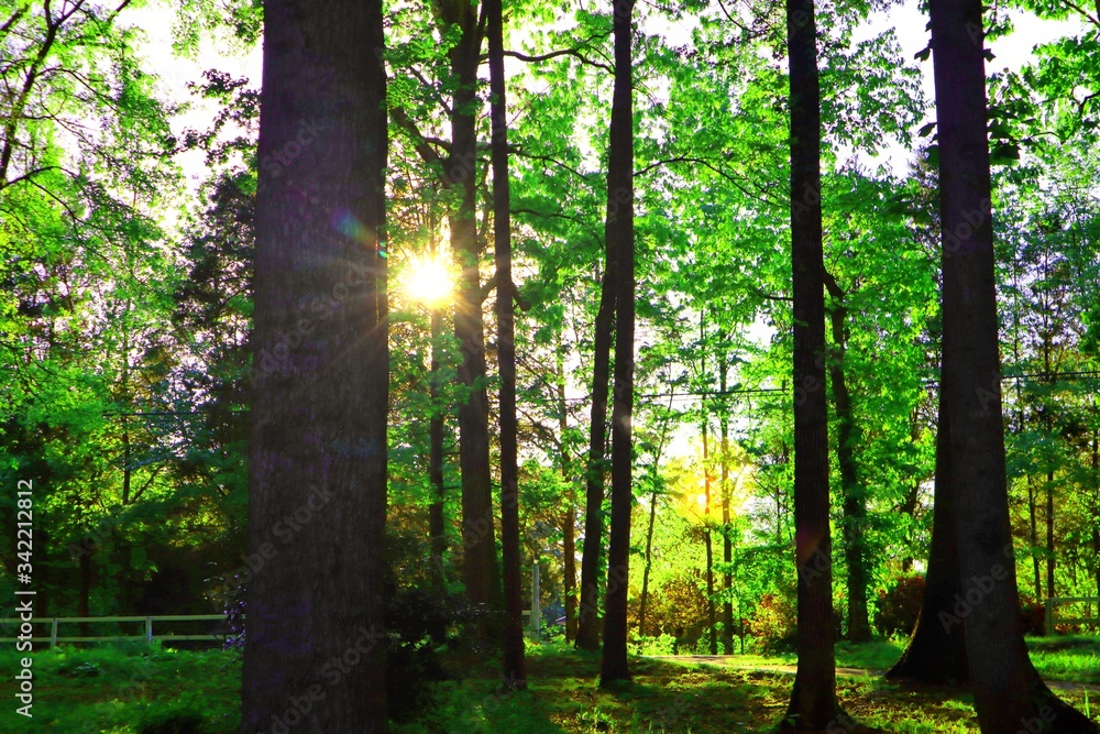 Fototapeta premium sun rays in the forest