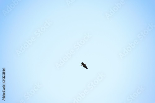 bird in the sky