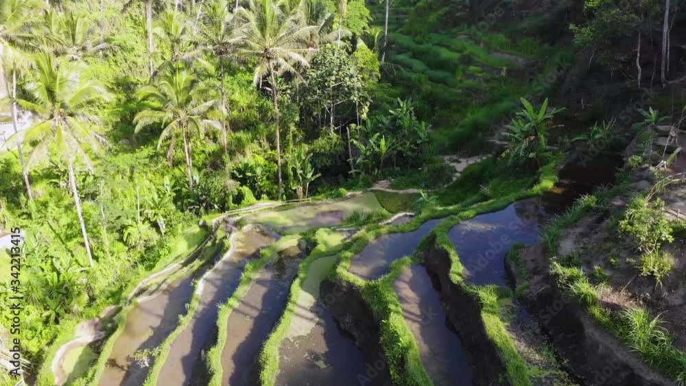 Aerial, drone shot over a palm tree, revealing wet rice paddies, bright, sunny day, in Ubud, Bali, Indonesia Aerial, drone shot over a palm tree, revealing wet rice paddies, bright, sunny day, in Ubud, Bali, Indonesia