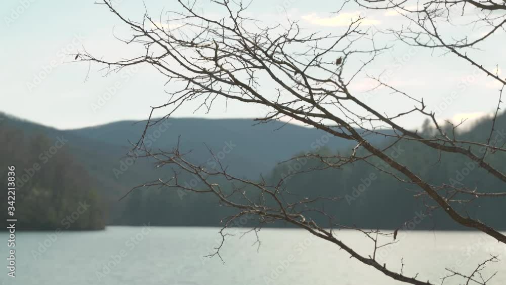 Tree branches by a lake in the mountains Tree branches by a lake in the mountains