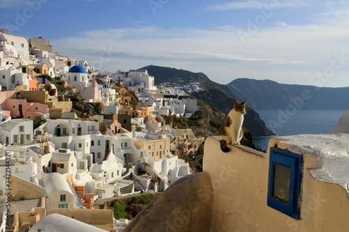 A picturesque moment captured of a cat sitting atop a wall on the beautiful island of Santorini, Greece