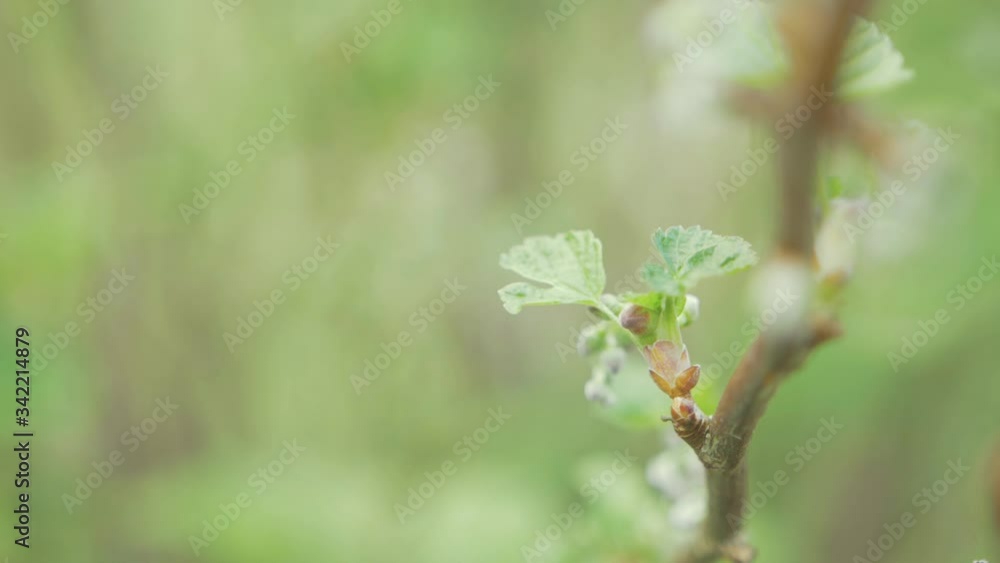 Black fly on blackberry plant leaf and flying off Black fly on blackberry plant leaf and flying off