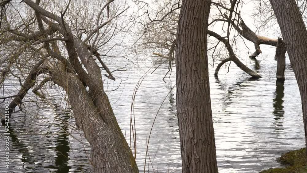 Close up of tree trunks and branches into the sea water. Thick dense thicket reflecting on the surface water. Loneliness, restlessness, alone Close up of tree trunks and branches into the sea water. Thick dense thicket reflecting on the surface water. Loneliness, restlessness, alone