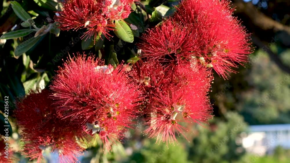 Honeybee collects nectar in the bright red flower of the Pohutukawa tree in New Zealand. Close-Up Slow Motion shot. Honeybee collects nectar in the bright red flower of the Pohutukawa tree in New Zealand. Close-Up Slow Motion shot.