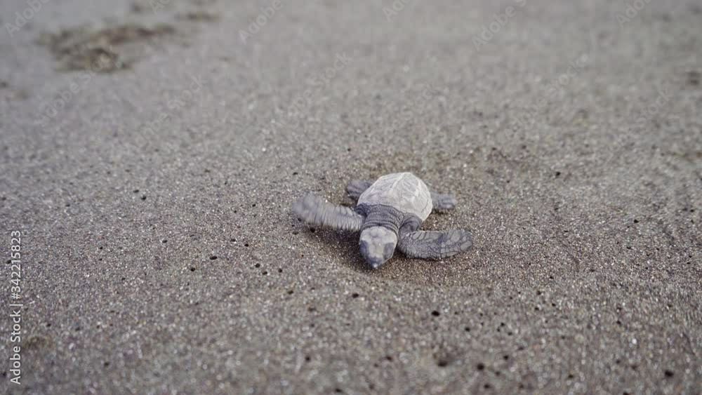 Olive ridley sea turtle is crawling at the nesting beach of Ostional Wildlife Refuge, Guanacaste, Costa Rica. One of the two most important areas in the world for nesting of the Olive Ridley turtle. Olive ridley sea turtle is crawling at the nesting beach of Ostional Wildlife Refuge, Guanacaste, Costa Rica. One of the two most important areas in the world for nesting of the Olive Ridley turtle.