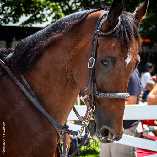 Horse Racing Track Upstate New York Adirondacks Saratoga Race Course © James Casil