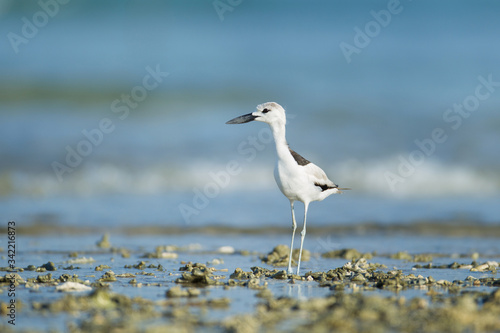 Closeup shorebird, Crab-plover, low angle view, side shot, in early morning standing and forage food under the blue sky on the sandy bank of Phang-nga beach in southern Thailand. © Thipwan