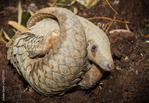 The pangolin curled up on the ground, which was the nest of termites for fear. It is a mammal with scales on the skin. Commonly used as an ingredient in Chinese medicine.