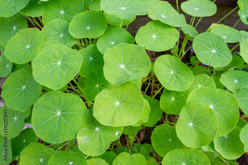 Gotu kola (Centella asiatica) growing in pots. Can be eaten as vegetable or boiled or blended to squeeze out drinking water to cure thirst and Relieve bruising symptoms.