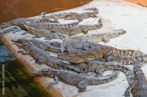 Crocodile pond with many large crocodiles. Business of raising crocodiles to produce leather, blood and crocodile bones. The condition of the crocodile farm in Thailand.