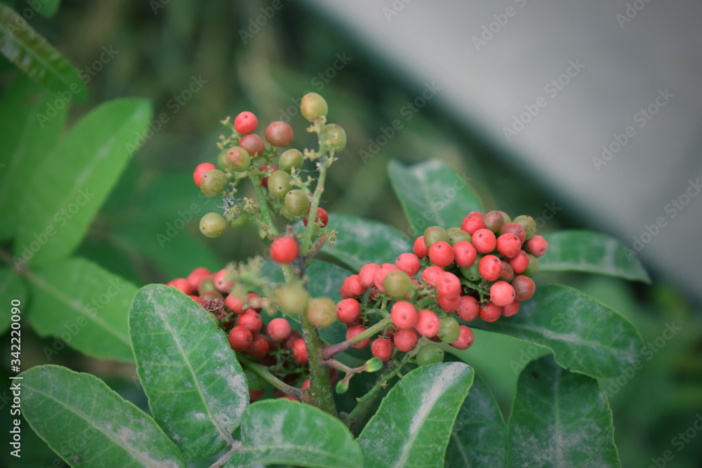 Flor roja silvestre y hojas verdes Flor roja silvestre y hojas verdes