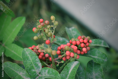 Flor roja silvestre y hojas verdes