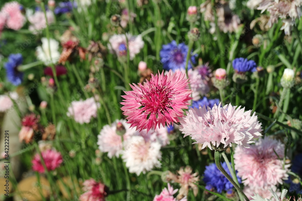 Fototapeta premium ヤグルマギクの花