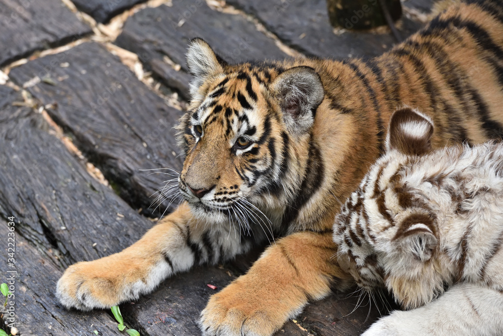 Fototapeta premium Tiger which is the strongest in the feline family