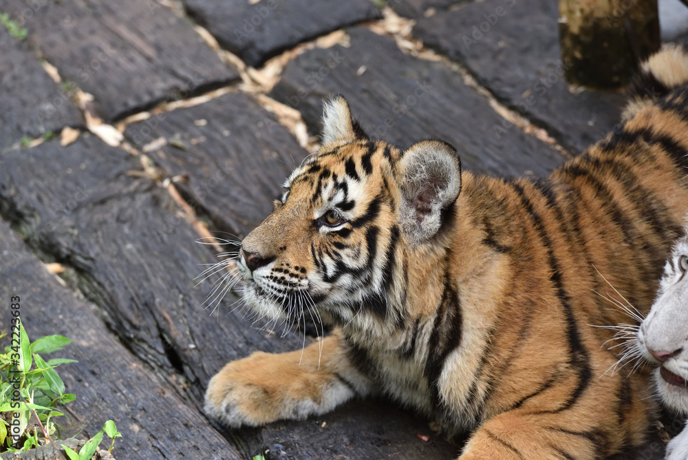 Tiger which is the strongest in the feline family