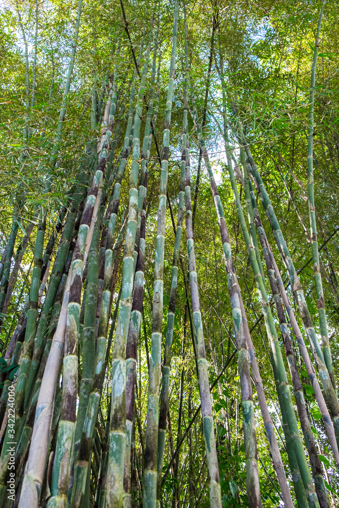 Nice bamboo trees scenery along the pathway Nice bamboo trees scenery along the pathway