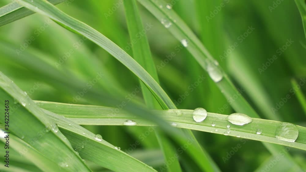 雨の水滴 草の葉 雨の水滴 草の葉